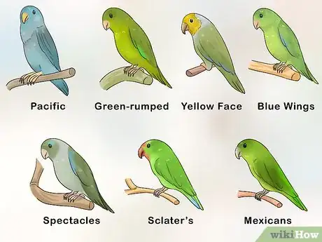 Imagen titulada Know if a Parrotlet Is Right for You Step 1