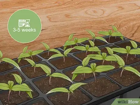 Imagen titulada Grow Jalapenos in a Pot Step 16