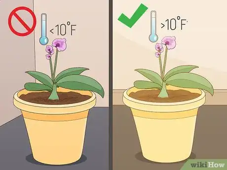 Imagen titulada Revive an Orchid Plant Step 8