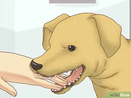 Imagen titulada Get Your Dog to Stop Play Biting Step 1