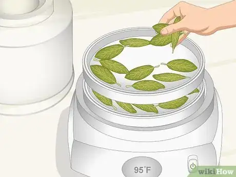 Imagen titulada Dry Bay Leaves Step 9