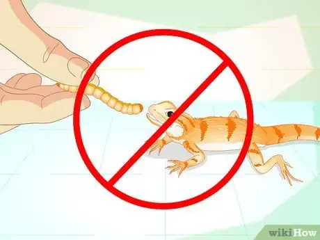 Imagen titulada Feed Mealworms to a Bearded Dragon Step 7