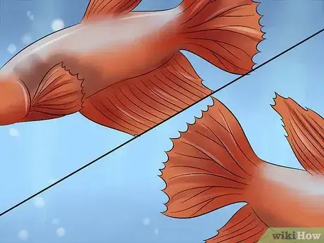 Imagen titulada Identify Different Betta Fish Step 6