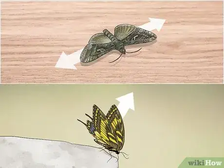 Imagen titulada Identify Moths Step 3