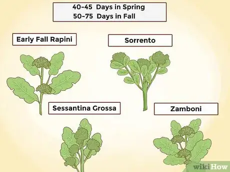 Imagen titulada Grow Broccoli Step 21