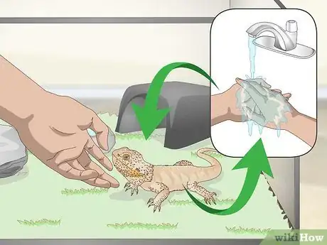 Imagen titulada Pet a Bearded Dragon Step 13