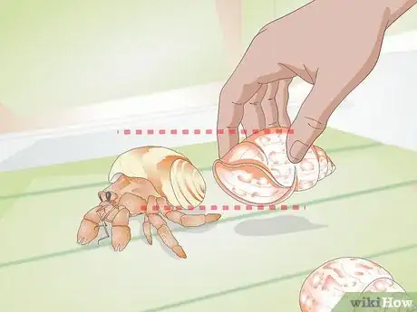 Imagen titulada Help a Hermit Crab Change Shells Step 2