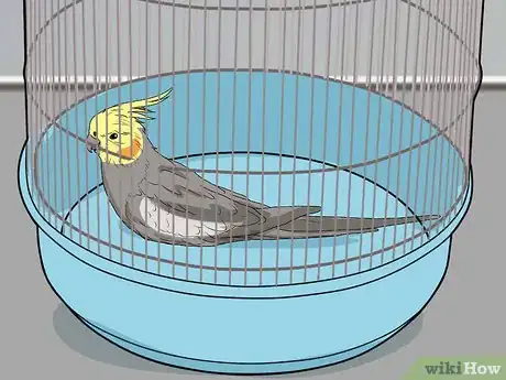 Imagen titulada Spot Signs of Illness in a Cockatiel Step 2