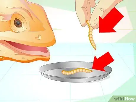 Imagen titulada Feed Mealworms to a Bearded Dragon Step 6