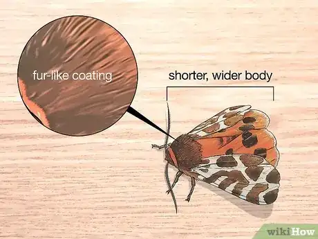 Imagen titulada Identify Moths Step 5