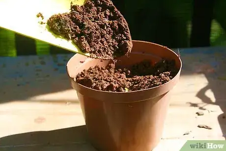 Imagen titulada Fill a pot with sandy soil or sand that has been moistened and well drained Root the cuttings in the pot of sand Step 3