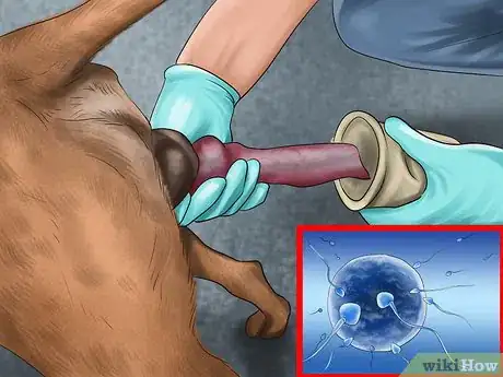 Imagen titulada Know when to Stop Breeding a Male Dog Step 2