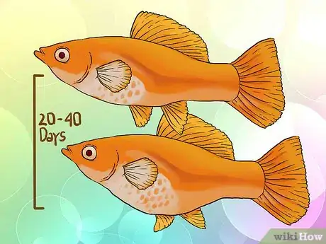 Imagen titulada Tell if Your Fish Is Having Babies Step 4