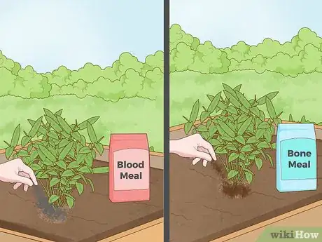 Imagen titulada Feed Plants Step 4