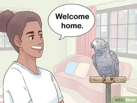 Imagen titulada Encourage an African Grey Parrot to Speak Step 10