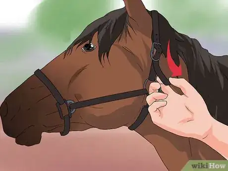 Imagen titulada Put the Bit in a Horse's Mouth Step 10