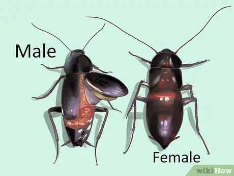 Imagen titulada Identify a Cockroach Step 16
