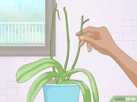 Imagen titulada Get Orchids to Rebloom Step 1