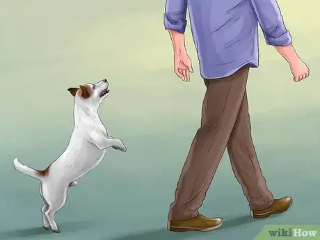 Imagen titulada Live With a Hyper Jack Russell Terrier Step 6