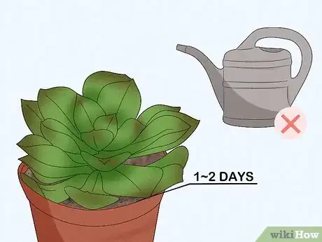 Imagen titulada Water Succulents Step 5