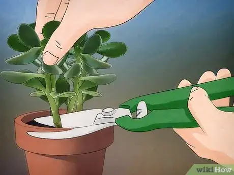 Imagen titulada Grow a Jade Plant Step 1