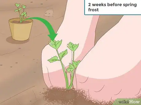 Imagen titulada Grow Celery Step 9