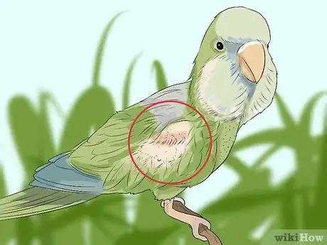 Imagen titulada Spot Signs of Illness in Quaker Parrots Step 2