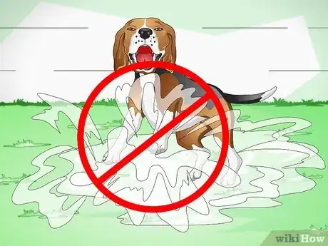 Imagen titulada Heal Ear Infections in Dogs Step 8