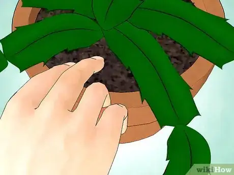 Imagen titulada Care for a Christmas Cactus Step 5