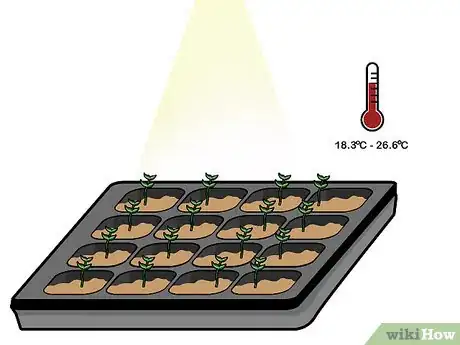 Imagen titulada Grow Hydroponic Lettuce Step 9