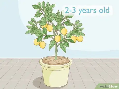 Imagen titulada Grow Lemon Trees Indoors Step 1