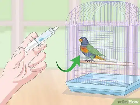 Imagen titulada Treat Psittacine Beak and Feather Disease in Lories and Lorikeets Step 11