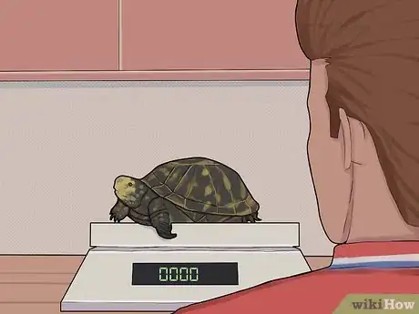 Imagen titulada Care for a Hibernating Turtle Step 4