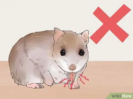 Imagen titulada Avoid Scaring Your Hamster Step 12