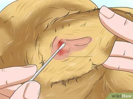 Imagen titulada Stop a Dog's Ear from Bleeding Step 10