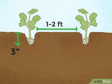 Imagen titulada Grow Broccoli Step 11