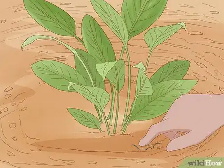 Imagen titulada Determine How Much Water Plants Need Step 3