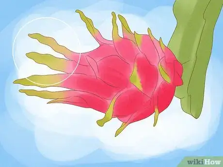 Imagen titulada Pick Dragon Fruit Step 3