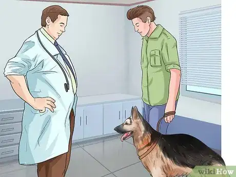 Imagen titulada Diagnose Dysplasia in German Sheperds Step 6