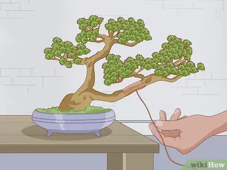 Imagen titulada Grow and Care for a Bonsai Tree Step 10