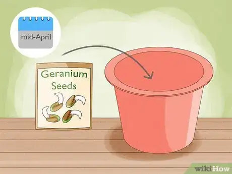 Imagen titulada Grow Geraniums in Pots Step 7