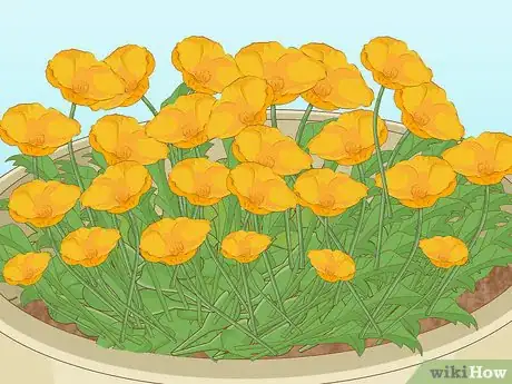 Imagen titulada Plant Poppy Seeds Step 11