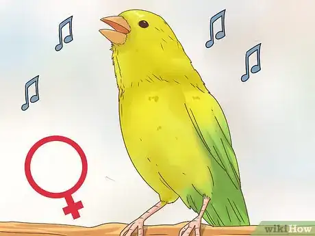 Imagen titulada Know if a Canary Is Male or Female Step 10