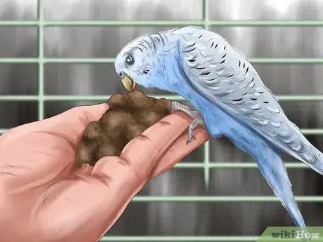 Imagen titulada Play With Your Parakeet Step 11