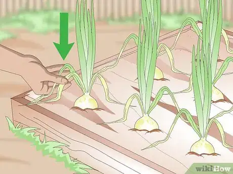 Imagen titulada Harvest Onions Step 3