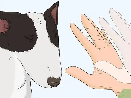 Imagen titulada Check Your Dog's Eyes Step 5