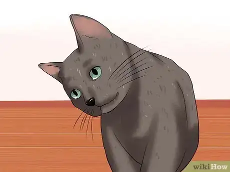 Imagen titulada Identify if Your Cat Has Had a Stroke Step 3