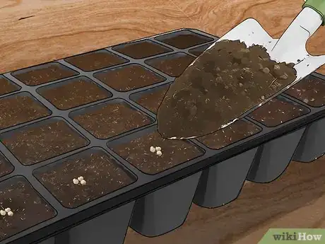 Imagen titulada Grow Jalapenos in a Pot Step 13