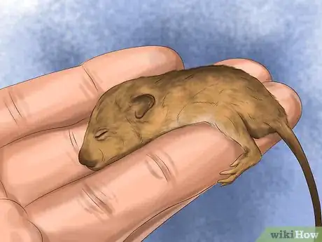 Imagen titulada Bond With Your Pet Rat Step 6