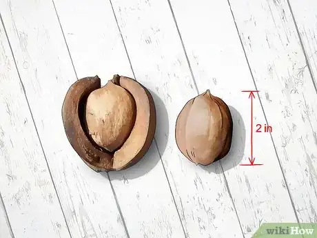 Imagen titulada Identify Hickory Nuts Step 14